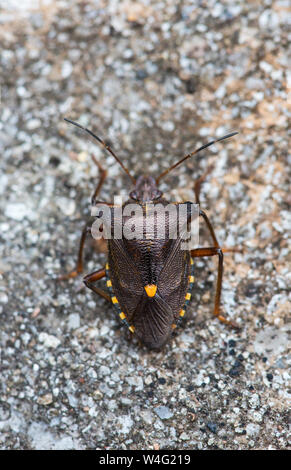 Una foresta Bug, Pentatoma rufipes una specie di scudo bug in un giardino a Ambleside, Cumbria, Regno Unito. Foto Stock