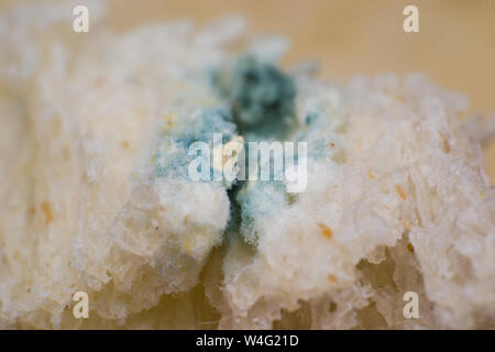 Rhizopus (pane stampo) è un genere di comuni funghi saprofiti, foto macro Foto Stock