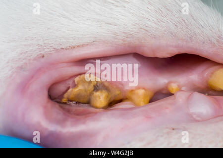 Cat i denti con il tartaro e retrazione gengivale Foto Stock