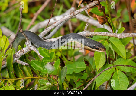 Everglades Racer (Coluber constrictor paludicola). Parco nazionale delle Everglades, Florida. Foto Stock