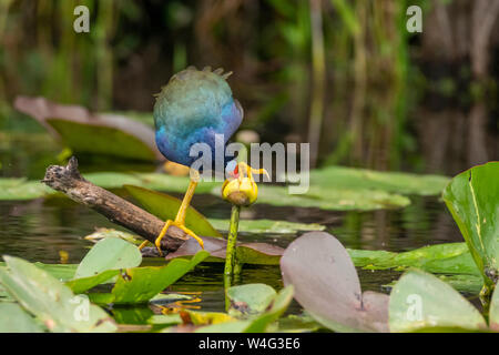 Pollo Sultano (Porphyrio martinicus). Parco nazionale delle Everglades, Florida. Alimentazione su gigli. Foto Stock