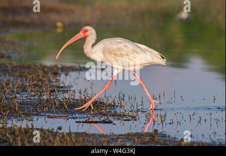 Americano bianco Ibis (Eudocimus albus). Myakka River State Park, Florida. Alimentazione a sunrise. Foto Stock