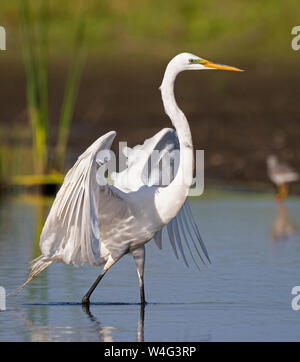 Airone bianco maggiore (Ardea alba). Myakka River State Park, Florida. Foto Stock