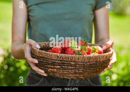 Vista ritagliata della donna azienda ciotola cesto di fragole gustose Foto Stock