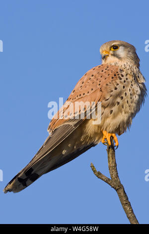 Il Gheppio comune, Turmfalke (Falco tinnunculus) Männchen Foto Stock