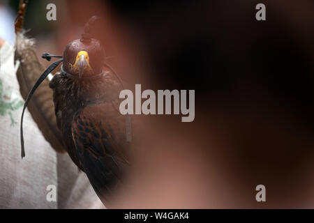 Falcon con testata in pelle coprire seduta su mans mano. Wild saker falcon con casco accecante all'aperto Foto Stock