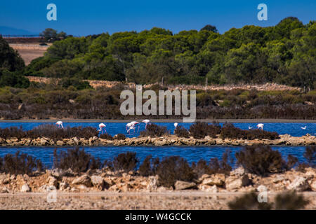 Maiorca, fenicotteri in den Ses Salines d'Es Trenc, Salzseen, Mallorca, Spanien Foto Stock