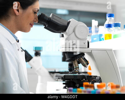 Tecnico di laboratorio la visualizzazione di diapositive campione contenente sangue e tessuti umani per le analisi mediche in laboratorio Foto Stock