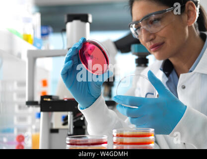 Scienziato esaminando le culture in crescita in piastre di Petri utilizzando un microscopio invertito in laboratorio Foto Stock