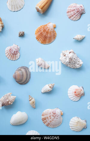 Conchiglie di mare su sfondo blu Foto Stock