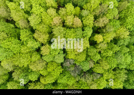Vista aerea della foresta con fresche foglie di vitale da sopra a inizio primavera, Spessart, Franconia, Baviera, Germania Foto Stock