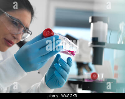 Cellula umana ricerca, cella femmina biologo esaminando un pallone contenente cellule staminali, coltivato in rosso medium di crescita in laboratorio Foto Stock