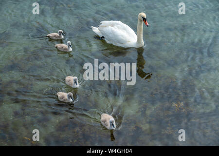 Swan con i pulcini di nuotare in acqua Foto Stock