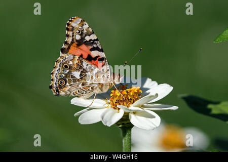 Signora verniciato o Vanessa cardui un ben noto farfalla colorata su bianco Zinnia fiore. Foto Stock
