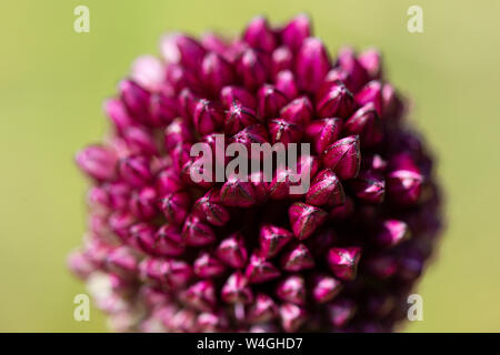 La testa di fiori di un round-guidato l'aglio (allium sphaerocephalon) Foto Stock