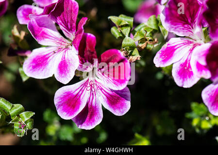 I fiori di un Pelargonium crispum Angeleyes rosso borgogna Foto Stock