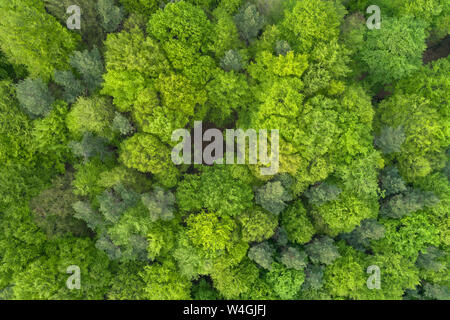 Vista aerea della foresta con fresche foglie vitale direttamente dal di sopra nei primi giorni di primavera, Franconia, Baviera, Germania Foto Stock