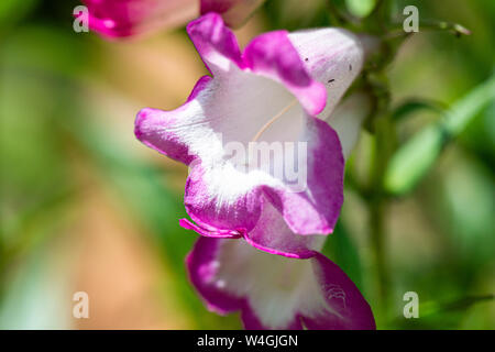 Il fiore di un Penstemon 'Pensham Laura" Foto Stock