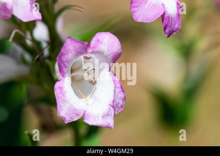 Il fiore di un Penstemon 'Pensham Laura" Foto Stock