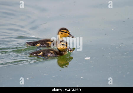 Due mallard anatroccoli sul Chiemsee, Baviera, Germania Foto Stock