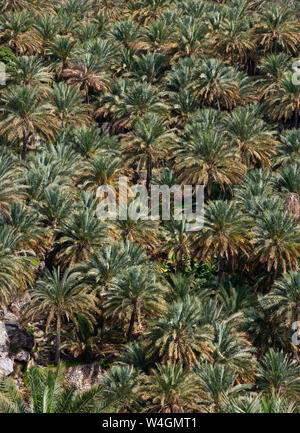 Oman, Ad Dakhiliyah Governatorato, Palm grove Foto Stock