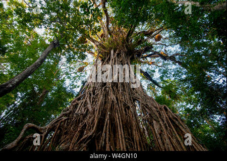 Cattedrale fico, altopiano di Atherton, Queensland, Australia Foto Stock