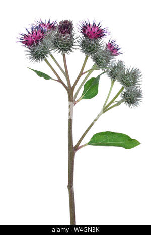 Grande (Bardana Arctium lappa) fiore su sfondo bianco Foto Stock