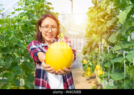 Asian giardinieri raccolto (cocomero melone) prodotti in vivaio che controllano la luce del sole e gli insetti. Moderni concetti agricoli alimentari atossici Foto Stock