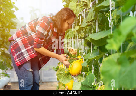 Asian giardinieri raccolto (cocomero melone) prodotti in vivaio che controllano la luce del sole e gli insetti. Moderni concetti agricoli alimentari atossici Foto Stock