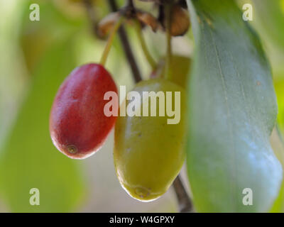 Close up mature e frutti immaturi corniolo (Cornus mas) alberi da frutto Foto Stock