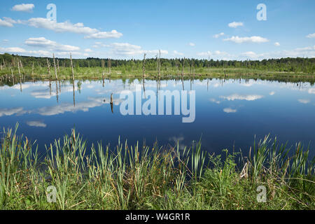 Germania Baden-Wuerttemberg, Villingen-Schwenningen, sollevato bog Schwenninger Moos, Neckar fonte Foto Stock