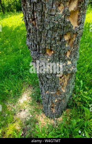 Tronco di albero utilizzato come albergo per carpenter api Foto Stock