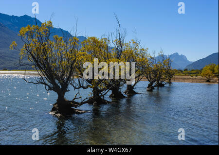 Fila di alberi nelle acque del lago Wakaipu, Glenorchy intorno a Queenstown, Isola del Sud, Nuova Zelanda