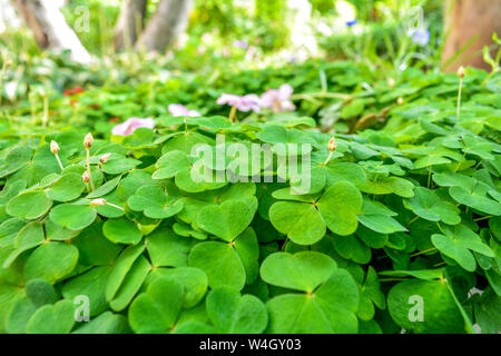 Tenere foglie di trifoglio come sfondo verde con tre-lasciava trifogli. Il giorno di San Patrizio nel background, simbolo di vacanza. Erba di trifoglio sul giardino estivo Foto Stock