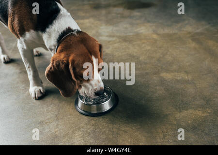 Adorabile cane beagle acqua potabile dalla vaschetta Foto Stock
