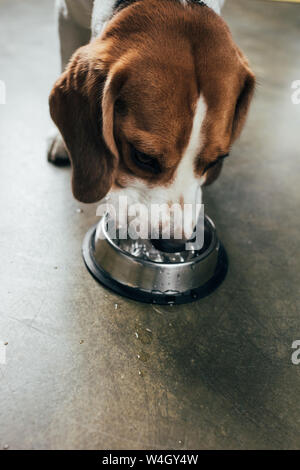 Adorabile cane beagle acqua potabile dal recipiente di metallo in cucina Foto Stock
