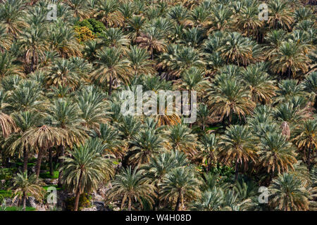 Oman, Ad Dakhiliyah Governatorato, Palm grove Foto Stock