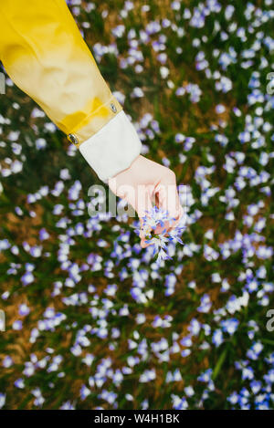 Close-up di donna la raccolta di fiori da un prato Foto Stock