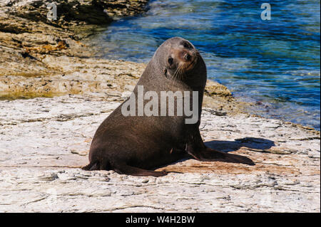 Pelliccia sigillo, Kaikoura Peninsula, Isola del Sud, Nuova Zelanda Foto Stock