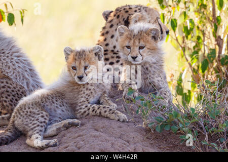 Cheetah cubs che resto in ombra con la madre Foto Stock