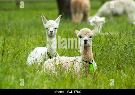 Carino alpaca bianco bebè seduto sull'erba Foto Stock