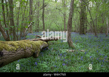 Bluebell boschi in Oxfordshire in primavera Foto Stock