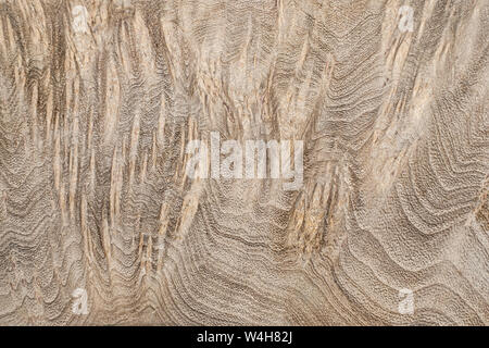 Natura burl a strisce di legno, legno esotico bellissimo modello per l'artigianato o arte astratta sfondo texture Foto Stock
