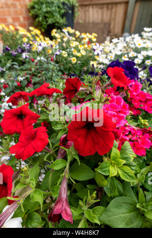 Colorato di rosso nelle petunie e altri assortiti fiori da giardino in vasi su un patio Foto Stock