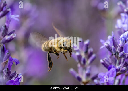 Il miele delle api fluttua tra i fiori sulla Fattoria di Lavanda Foto Stock