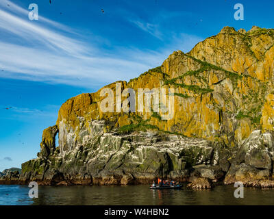 La stupefacente di nidificazione degli uccelli marini scogliere di Aghik isola in isola Semidi deserto riserva al di fuori della penisola di Alaska Foto Stock