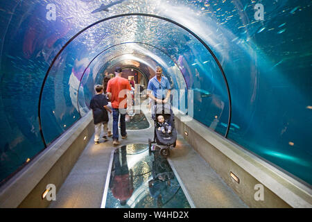 I visitatori a piedi attraverso tunnel di vetro circondato da pesci in Oregon Coast Aquarium, Newport, Oregon Foto Stock