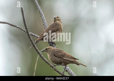 Passeri comune su un ramo a Turnbull Wildlife Refuge in Cheney, Washington. Foto Stock