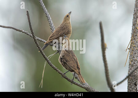 Passeri comune su un ramo a Turnbull Wildlife Refuge in Cheney, Washington. Foto Stock