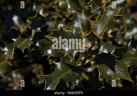 Ilex illuminata dal sole estivo Foto Stock